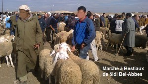 Wilaya de SBA : Un éleveur séquestré et délesté de son argent Marché-aux-bestiaux-300x171
