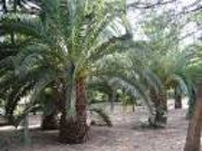 Jardin public de SBA (avant) 7